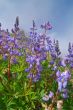 Lupine