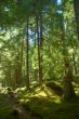 Trail in the forest