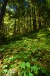 verdant Pacific Northwest forest
