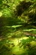 Light in the forest