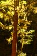 Light in the forest