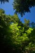 verdant Pacific Northwest forest