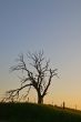 spooky tree