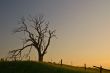 spooky tree