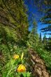 hiking trail in the mountains