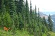 Deer in the mountains