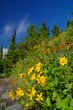 Mountain Meadow