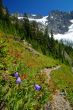 Mountain Meadow