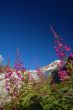 Flowers and a glacier