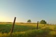 summer field