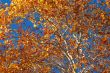 Autumn Foliage
