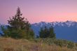 Mountain Meadow