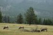 Grazing Elk