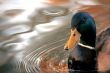 Mallard Duck