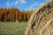 Hay Field