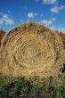 Hay Field