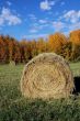 Hay Bale