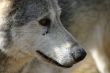 Wolf Portrait