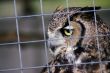 Owl Portait