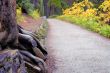Trail