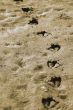 Duck Prints