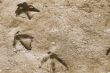 Duck Prints