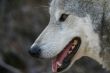 Smiling Wolf