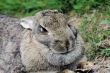 Snowshoe hare