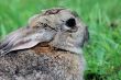 Snowshoe hare