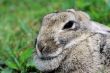 Snowshoe hare