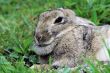Snowshoe hare