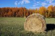 Hay Bale