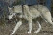 Walking Wolf