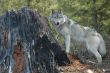 Wolf and Stump