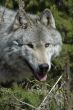 Wolf Face