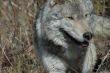 Wolf in the brush