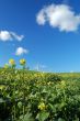 country field