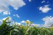country field