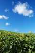 windmills in field