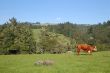 cows in a field