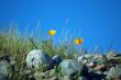 California Poppies
