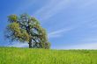 Oak Tree in spring