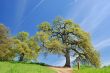 Oak Trees in spring