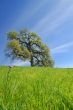 Oak Tree in spring