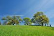 Oak Tree in spring