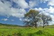 Oak Tree in spring