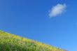 springtime meadow