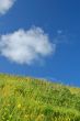 springtime meadow