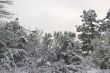 snowy forest in winter
