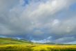 meadow in springtime